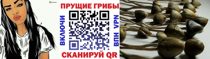 где продают наркотики  Приволжский  Галлюциногенные грибы ЛСД 